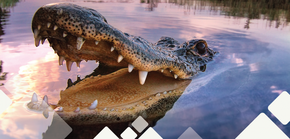 Image of Alligator (Photo by Robert Sullivan/STE)