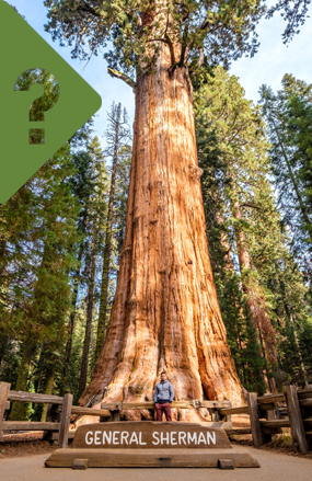 Image of The General Sherman Tree
