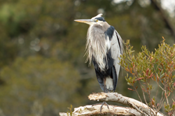 Image of bird