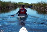 Image of Ranger Led Kayak Tour at Big Cypress National Park (Photo by: Angela McCormick/STE) 