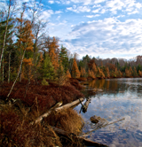 Image of Chequamegon-Nicolet National Forest (Photo by: Bill Hickey, STE)