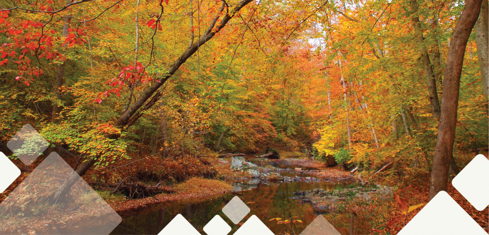 Image of Prince William Forest Park (Photo by: Judy Gallagher/STE)